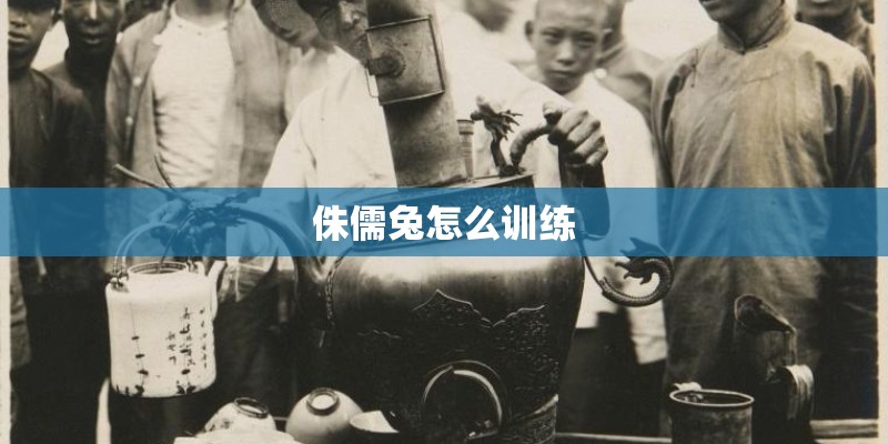 侏儒兔怎么训练