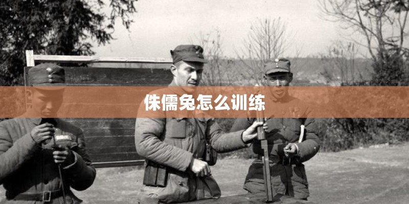 侏儒兔怎么训练