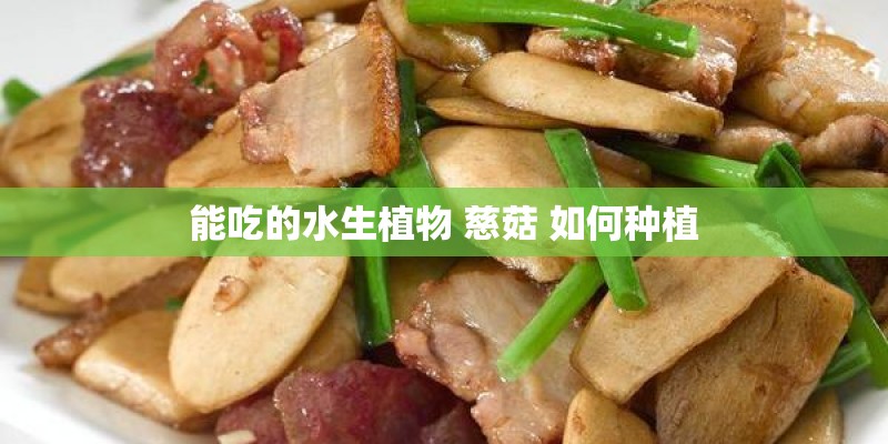 能吃的水生植物 慈菇 如何种植