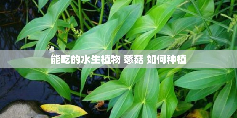能吃的水生植物 慈菇 如何种植