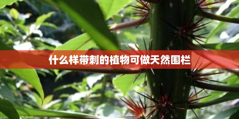 什么样带刺的植物可做天然围栏