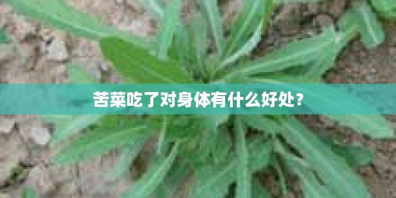 苦菜吃了对身体有什么好处？
