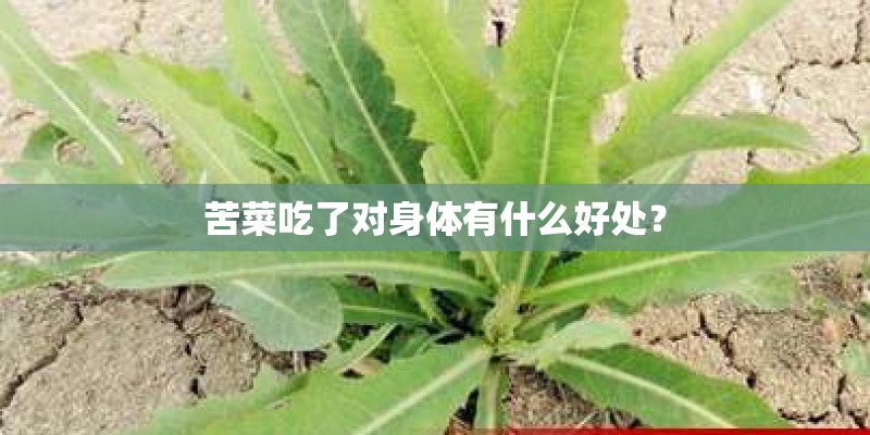 苦菜吃了对身体有什么好处？
