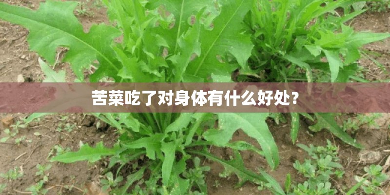 苦菜吃了对身体有什么好处？