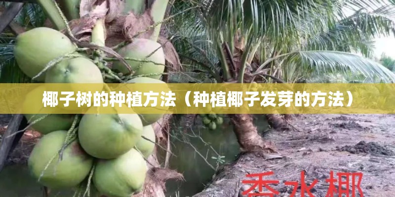 椰子树的种植方法（种植椰子发芽的方法）