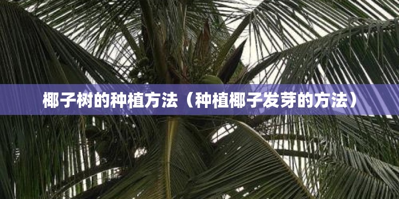 椰子树的种植方法（种植椰子发芽的方法）