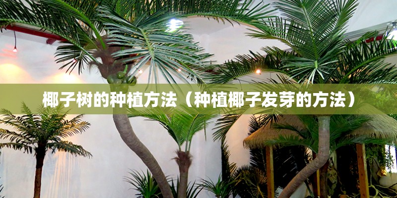 椰子树的种植方法（种植椰子发芽的方法）