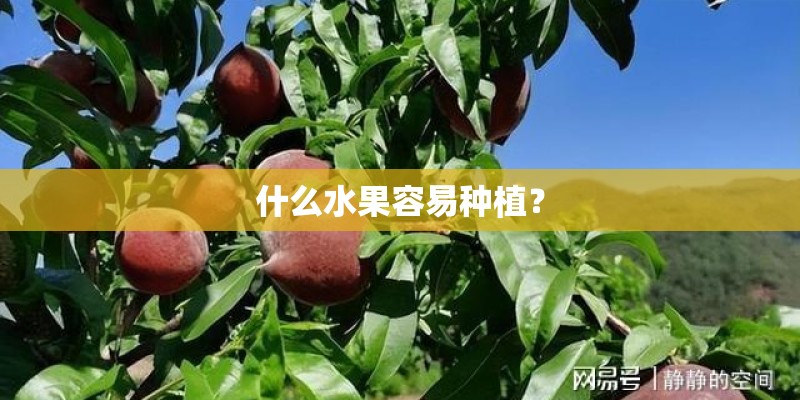 什么水果容易种植？