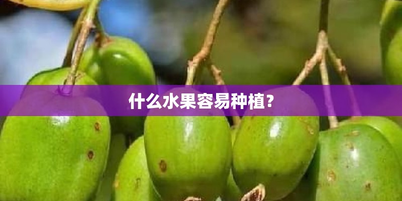 什么水果容易种植？