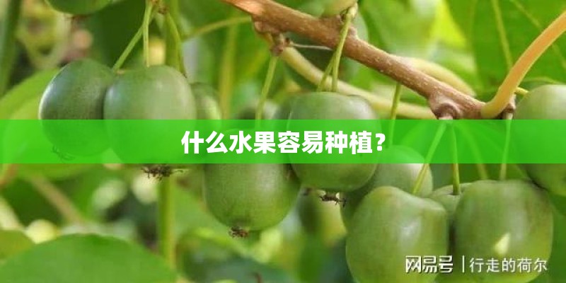 什么水果容易种植？