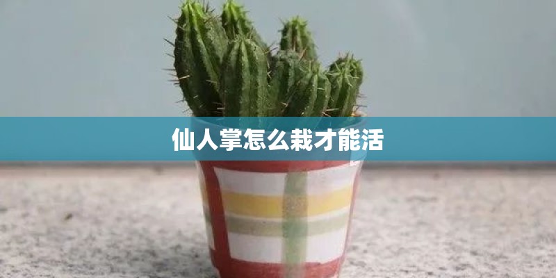仙人掌怎么栽才能活