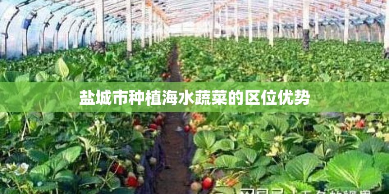 盐城市种植海水蔬菜的区位优势 盐城市种植海水蔬菜的区位优势