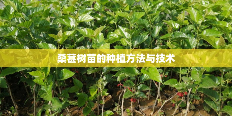 桑葚树苗的种植方法与技术