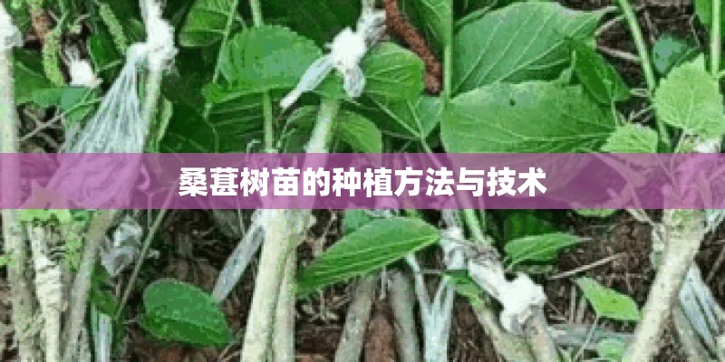 桑葚树苗的种植方法与技术
