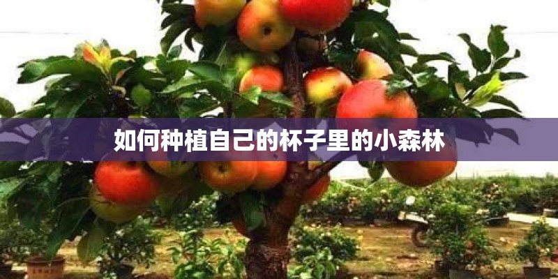 如何种植自己的杯子里的小森林