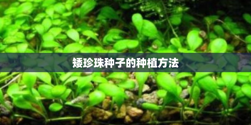矮珍珠种子的种植方法