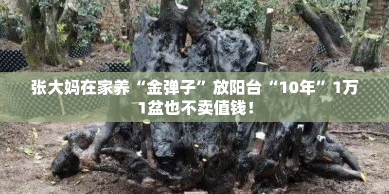 张大妈在家养“金弹子”放阳台“10年”1万1盆也不卖值钱！