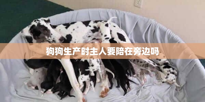 狗狗生产时主人要陪在旁边吗