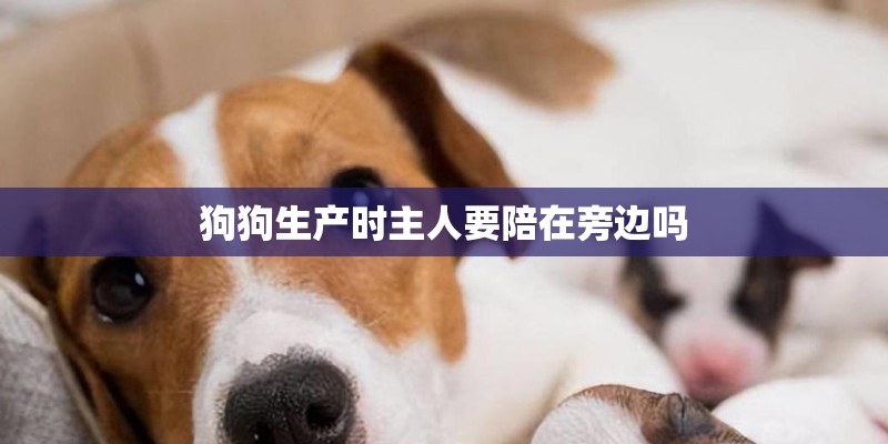 狗狗生产时主人要陪在旁边吗