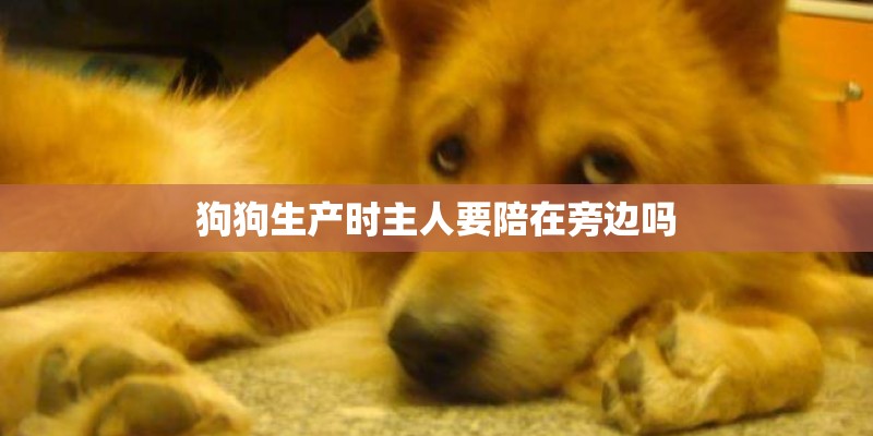 狗狗生产时主人要陪在旁边吗