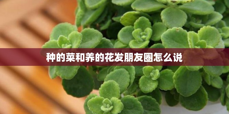 种的菜和养的花发朋友圈怎么说