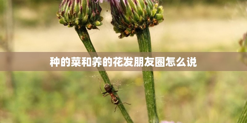 种的菜和养的花发朋友圈怎么说