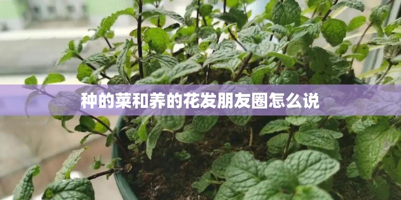 种的菜和养的花发朋友圈怎么说