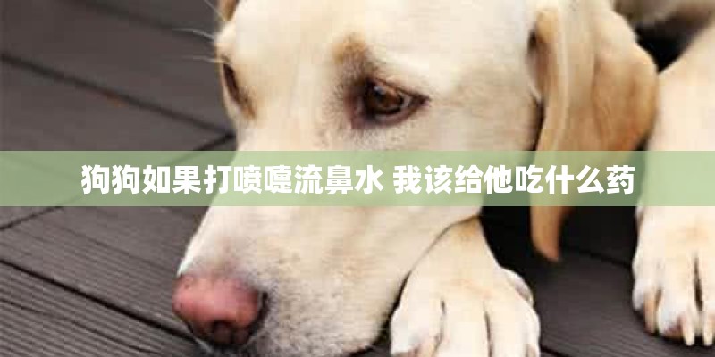 狗狗如果打喷嚏流鼻水 我该给他吃什么药