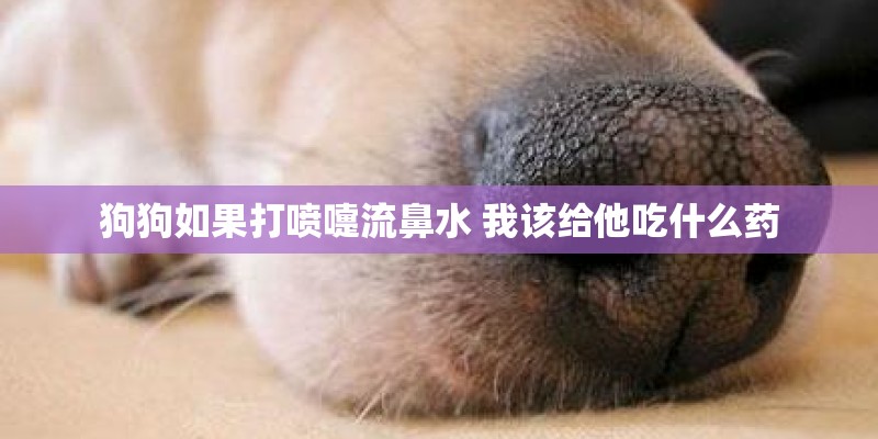 狗狗如果打喷嚏流鼻水 我该给他吃什么药