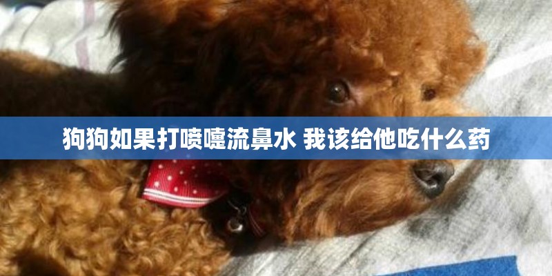 狗狗如果打喷嚏流鼻水 我该给他吃什么药