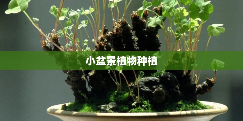 小盆景植物种植