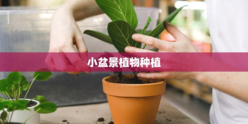 小盆景植物种植 小盆景植物种植