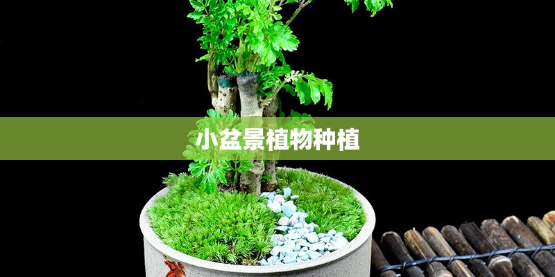 小盆景植物种植 小盆景植物种植
