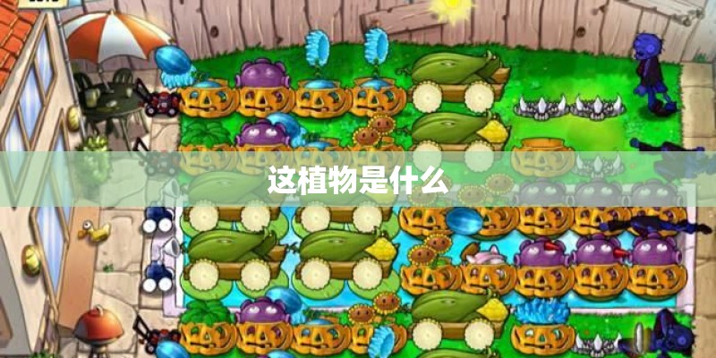 这植物是什么