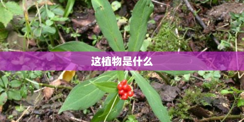 这植物是什么