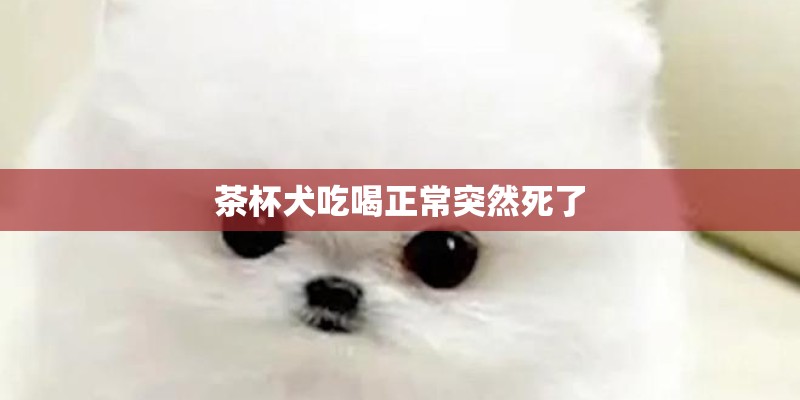 茶杯犬吃喝正常突然死了