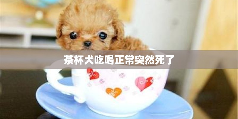 茶杯犬吃喝正常突然死了