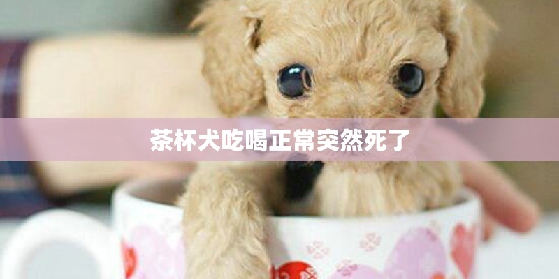 茶杯犬吃喝正常突然死了