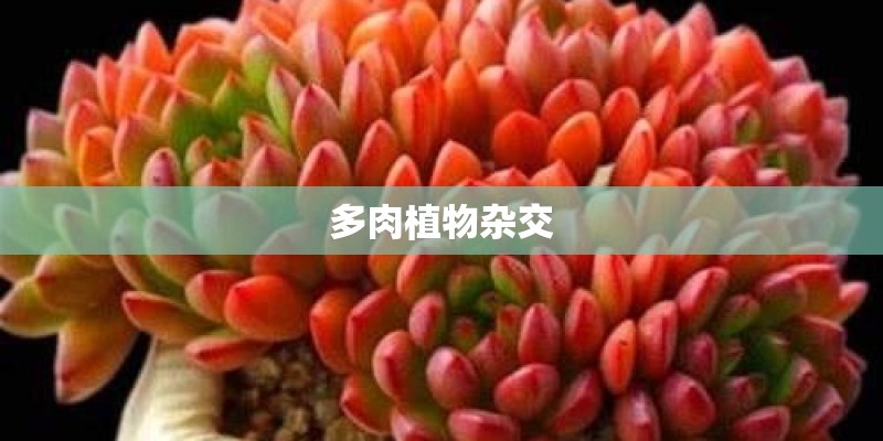 多肉植物杂交