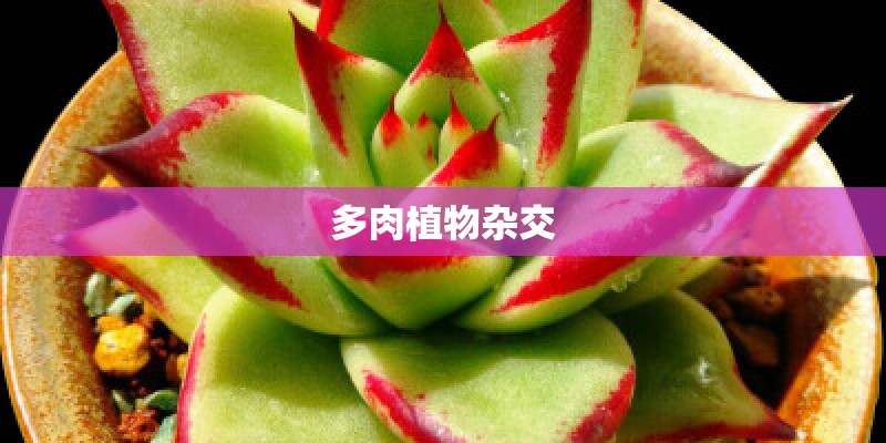 多肉植物杂交