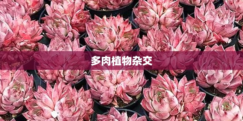 多肉植物杂交