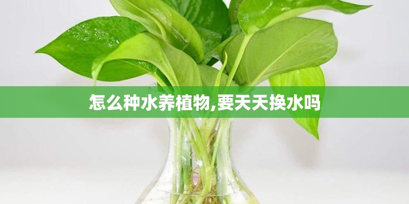 怎么种水养植物,要天天换水吗
