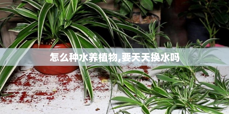 怎么种水养植物,要天天换水吗