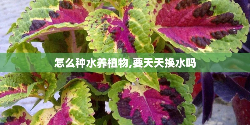 怎么种水养植物,要天天换水吗