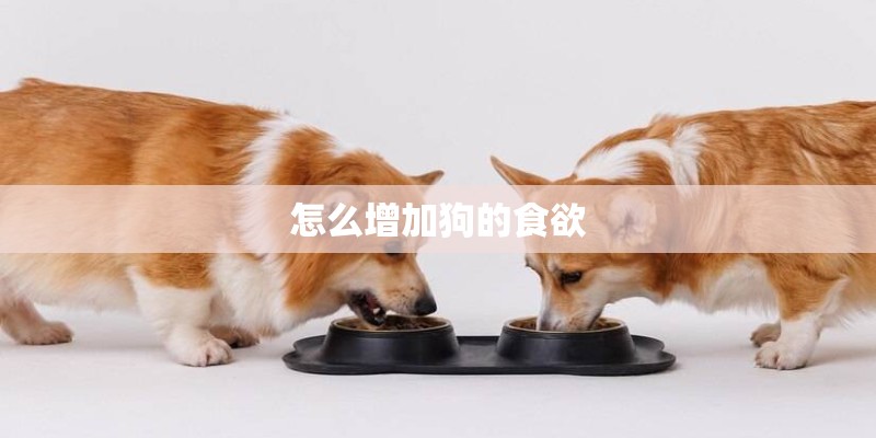 怎么增加狗的食欲 怎么增加狗的食欲