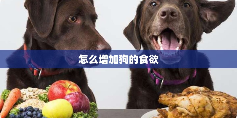 怎么增加狗的食欲 怎么增加狗的食欲