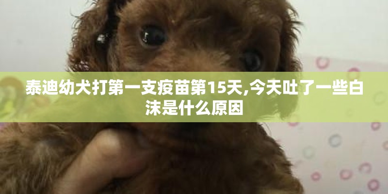 泰迪幼犬打第一支疫苗第15天,今天吐了一些白沫是什么原因