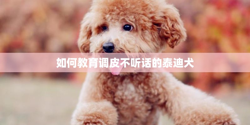 如何教育调皮不听话的泰迪犬