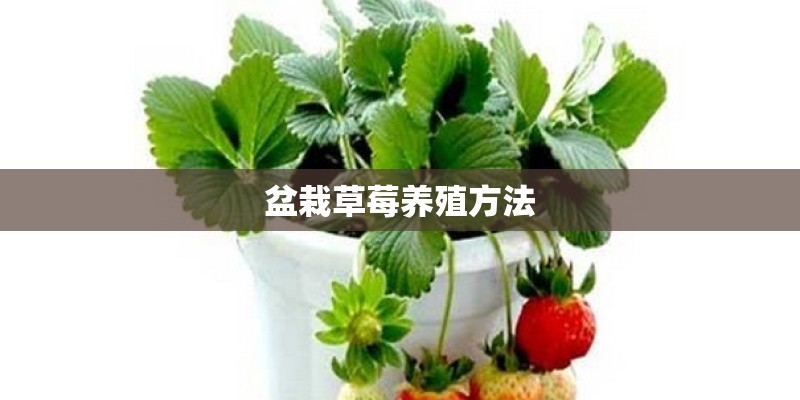 盆栽草莓养殖方法