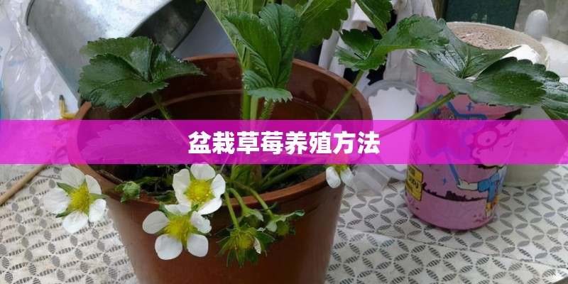 盆栽草莓养殖方法